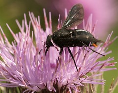 Pangonius funebris