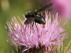 Pangonius funebris