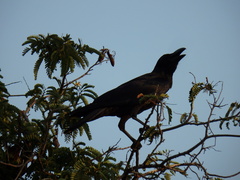 Corvus macrorhynchos levaillantii