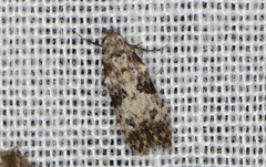 Hypatima baliodes