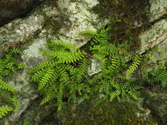 Polystichum craspedosorum