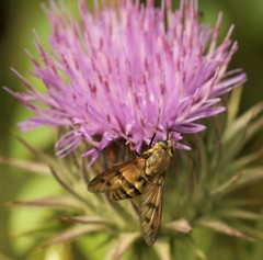 Pangonius pyritosus
