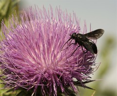 Pangonius funebris