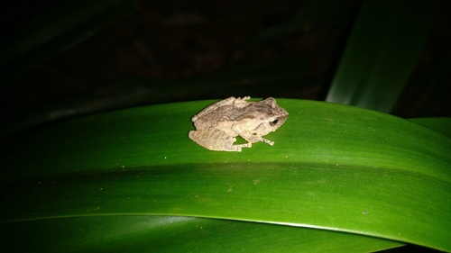 Honnametti Bush Frog, Raorchestes honnametti