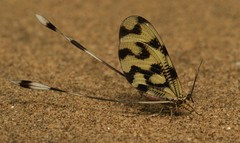 Nemoptera sinuata