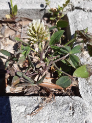 Trifolium squarrosum