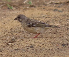 Crithagra citrinipectus