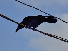 Corvus macrorhynchos levaillantii