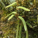 Pyrrosia linearifolia - Photo (c) Keita Watanabe, algunos derechos reservados (CC BY-NC), subido por Keita Watanabe