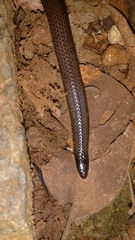 Uropeltis