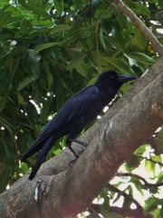 Corvus macrorhynchos