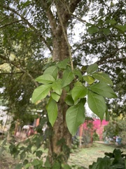 Parmentiera aculeata