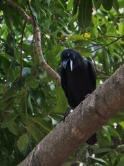 Corvus macrorhynchos