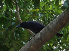 Corvus macrorhynchos