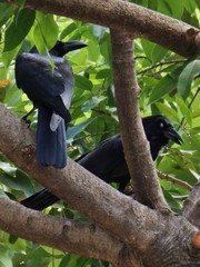 Corvus macrorhynchos levaillantii