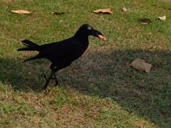 Corvus macrorhynchos levaillantii