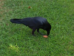 Corvus macrorhynchos levaillantii