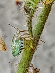 Edessa rufomarginata