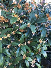 Osmanthus fragrans