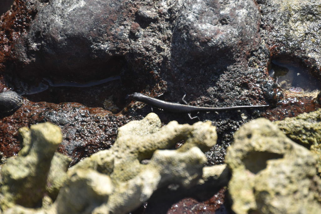 Nossy Be Snake-Eyed Skink