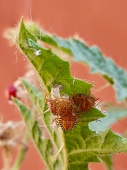 Edessa rufomarginata