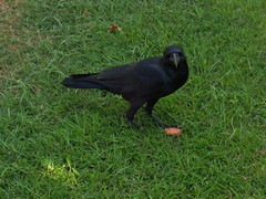 Corvus macrorhynchos levaillantii