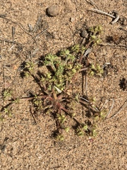 Eriogoneae