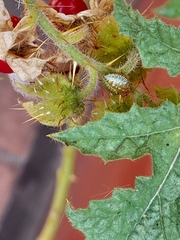 Edessa rufomarginata