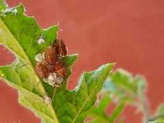 Edessa rufomarginata