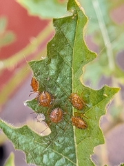 Edessa rufomarginata