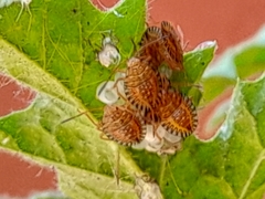 Edessa rufomarginata