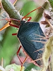 Edessa rufomarginata