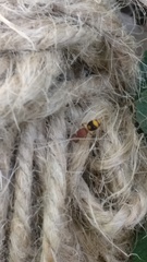 Bischoffitilla