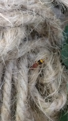 Bischoffitilla