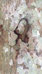 Cnemaspis