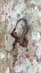 Cnemaspis