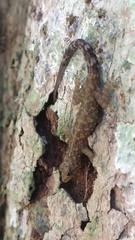 Cnemaspis