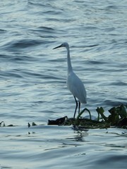 Egretta garzetta