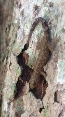 Cnemaspis