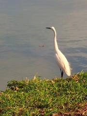 Egretta garzetta