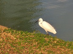 Egretta garzetta