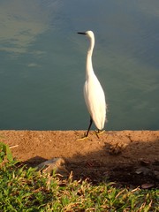 Egretta garzetta