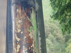 Anolis luciae
