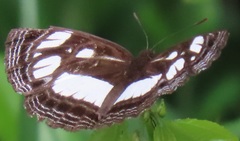 Neptis goochii