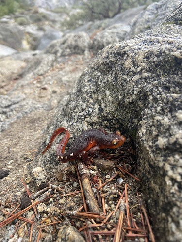 iNaturalist observation photo of Sierra Newt