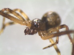 Cryptachaea blattea