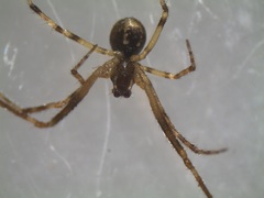 Cryptachaea blattea