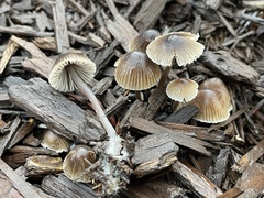 Mycena leptocephala