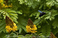 Cenostigma pluviosum