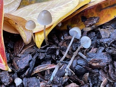 Mycena
